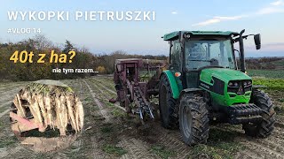 Zbiór pietruszki  Wschody determinują plon Vlog 14 [upl. by Pennington]