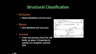 Neuroscience 1 Structure of the Neuronemov [upl. by Meesaw]