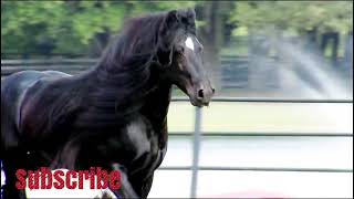 Wildhorse  Horses  cavalli  caballos  馬匹  лошади  chevaux  otlar  horselife horsefan [upl. by Cassius199]