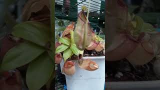 Pitcher Plant carnivorousplant pitcherplant awesomeplanet [upl. by Merriam669]