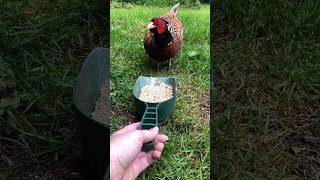 Getting Close to Feeding Wild Pheasant Bird by Hand [upl. by Inesita]