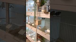 Indoor Finch Breeding Cages  Bird Room [upl. by Els]