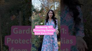 How to protect your dahlias from an early frost dahlias seasonalblooms gardening flowers [upl. by Imalda]