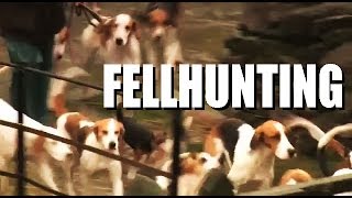 Fellhunting with the Coniston Foxhounds [upl. by Theodoric]