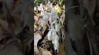 Ghost pipe Monotropa uniflora L [upl. by Naesar]