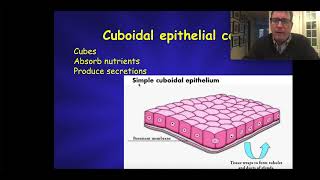 Epithelial Tissue  Histology [upl. by Nydnarb]