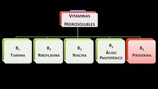 Vitaminas hidrosolubles Vitamina B6 o Piridoxina [upl. by Leur]