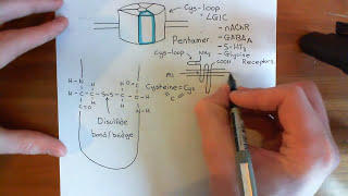 The Structure and Opening Mechanism of CysLoop Receptors Part 1 [upl. by Bard]