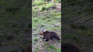 Eurasian brown bear brownbear wildlife [upl. by Acinorav]