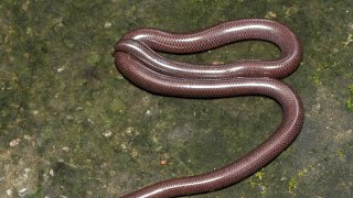 Indo typhlops braminus snake found in home [upl. by Sefton414]