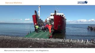 Monumento Natural Los Pingüinos  isla Magdalena [upl. by Naoh]