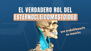 El verdadero rol del esternocleidomastoideo ECOM que probablemente no conocías [upl. by Anabelle]