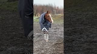 ❄️🌨️🥶 equestrian horse horses pony pferde cheval hest trending funny winter snow love [upl. by Suilienroc]