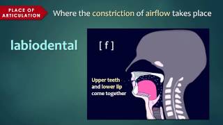 Introduction to Articulatory Phonetics Consonants [upl. by Auberta]