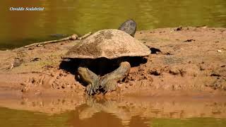 CÁGADOCINZA CÁGADODEBARBELAS PHRYNOPS HILARII HILAIRETOAD HEADED TURTLE Banho de sol [upl. by Mikol]