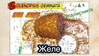 ЖЕЛЕ и ОГНЕННЫЕ МУРАВЬИ  FIRE ANTS Solenopsis geminata [upl. by Padriac]