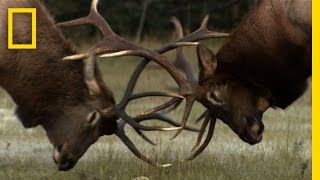 The Yearly Elk Brawl  Untamed Americas [upl. by Kunkle739]