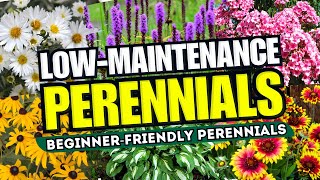 😍 Top 10 LowMaintenance Perennial Flowers ANYONE Can Grow  BeginnerFriendly 🌼💪 [upl. by Natalee]