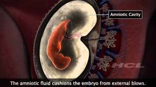 HCL Learning  Embryonic Development in Humans [upl. by Marashio]