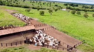 Fazenda a venda no Tocantins em Araguaína TO a 32 km da cidade asfaltoPecuariaagriculture [upl. by Franciskus292]