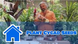 Gardening Help  How to Plant Cycad Seeds [upl. by Nohtiek518]