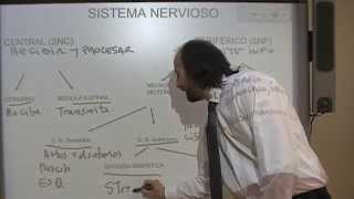 Estructura del SN y de neurona motora [upl. by Yenruoc]