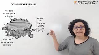 27 Biología celular Golgi Endosomas Lisosomas [upl. by Dianemarie]