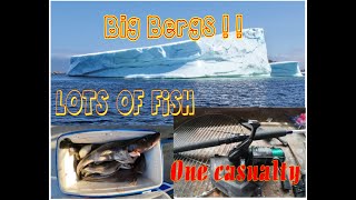 Cod Fishing in Twillingate with Ice Bergs on the Side 2023 [upl. by Anayd]