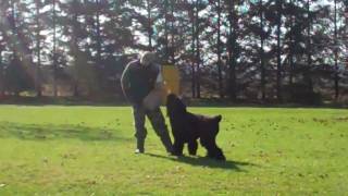 Black Russian Terrier in Schutzhund Protection training [upl. by Neraj]