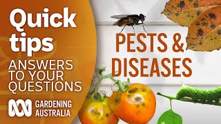 Pests diseases  Your questions  Our answers  Gardening Australia [upl. by Siusan]