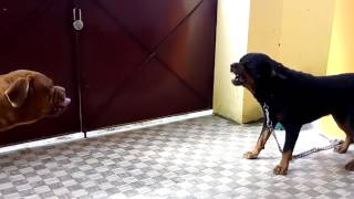 French mastiff aggressive with rottweiler [upl. by Donetta]