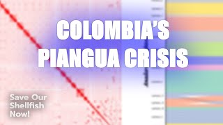 🦪 Colombia’s Piangua Crisis Act Fast [upl. by Atiluap891]