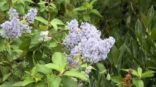 Ceanothus Gloire de Versaille [upl. by Ayik171]