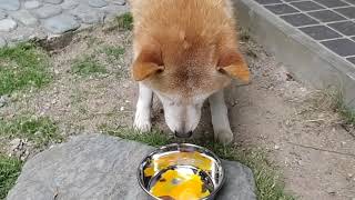 今日も安定のブチ切れ【今日から使える簡単犬用レシピ】さつま揚げかじゃこ天か魚のすり身揚げ [upl. by Nadabb]