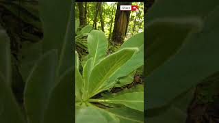 Discover how easy it is to make a Mullein Tincture  The FIND [upl. by Anilegnave]