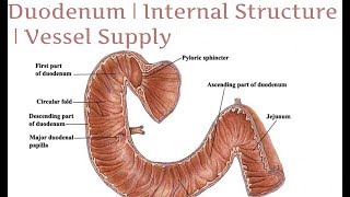 Duodenum  Internal Structure  Vessel Supply  Anatomy  Part 6 [upl. by Apoor414]