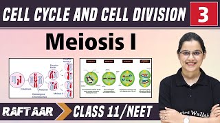 Cell Cycle and Cell Division 03  MeiosisI  Class 11NEET  RAFTAAR [upl. by Egamlat]