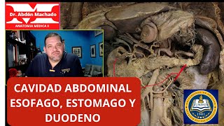 CAVIDAD ABDOMINAL ESOFAGO ESTOMAGO DUODENO [upl. by Temp625]