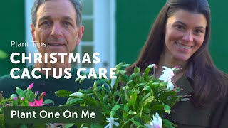 Schlumbergera Christmas Cactus Care and Propagation — Plant One On Me — Ep 143 [upl. by Wettam]