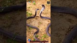 King cobra battle snake cobra rattlesnakes python anaconda sarap wildlife shorts natgeo [upl. by Clarence]