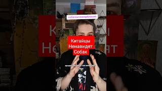 КИТАЙЦЫ НЕНАВИДЯТ СОБАК [upl. by Ellehsor]