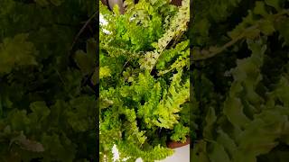 Propagating ferns propagation gardeing [upl. by Fast149]