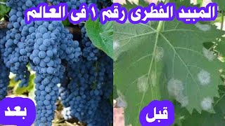 أقوى مبيد فطرى ببلاش وداعا للمبيدات السامه مع قاهر الفطريات رقم 1 فى العالمNatural fungicide [upl. by Annabelle78]