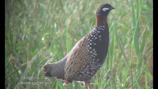 Birds of israel  Black Francolin  פרנקולין [upl. by Ninon76]