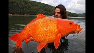 Pet Goldfish Dumped Into Minnesota Lake Have Grown Huge Photos Show [upl. by Joerg]