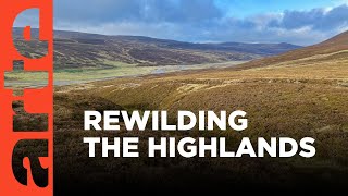 Rewilding the Scottish Highlands  ARTEtv Documentary [upl. by Ahsenik12]