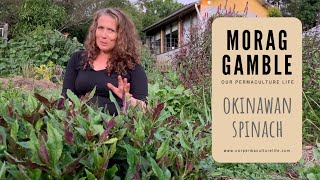 Edible Perennial Okinawan Spinach with Morag Gamble [upl. by Lail]