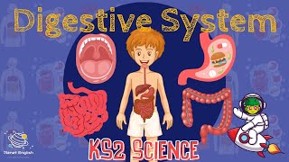 The Digestive System  KS2 Science  STEM and Beyond [upl. by Roydd]