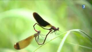 Gironde  un botaniste réalise le premier guide naturaliste dédié à la flore et la faune de Mérignac [upl. by Elohc]