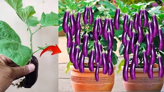 New skills Growing a eggplants tree with eggplant fruit in pot [upl. by Inalem]